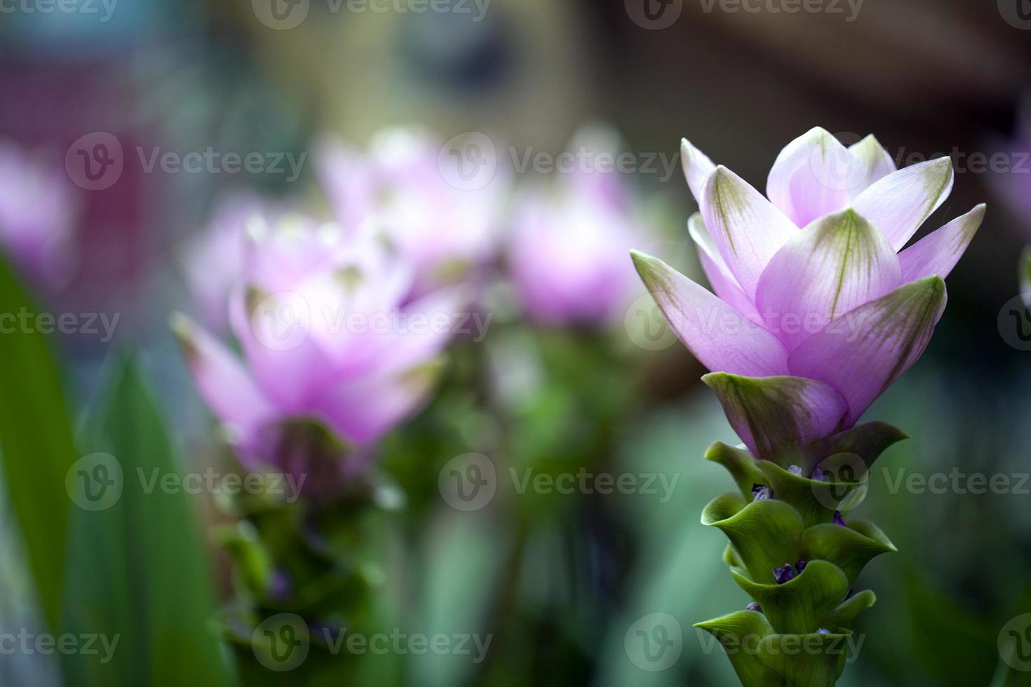 kleurrijke live romantische flora bloemen en bladeren foto