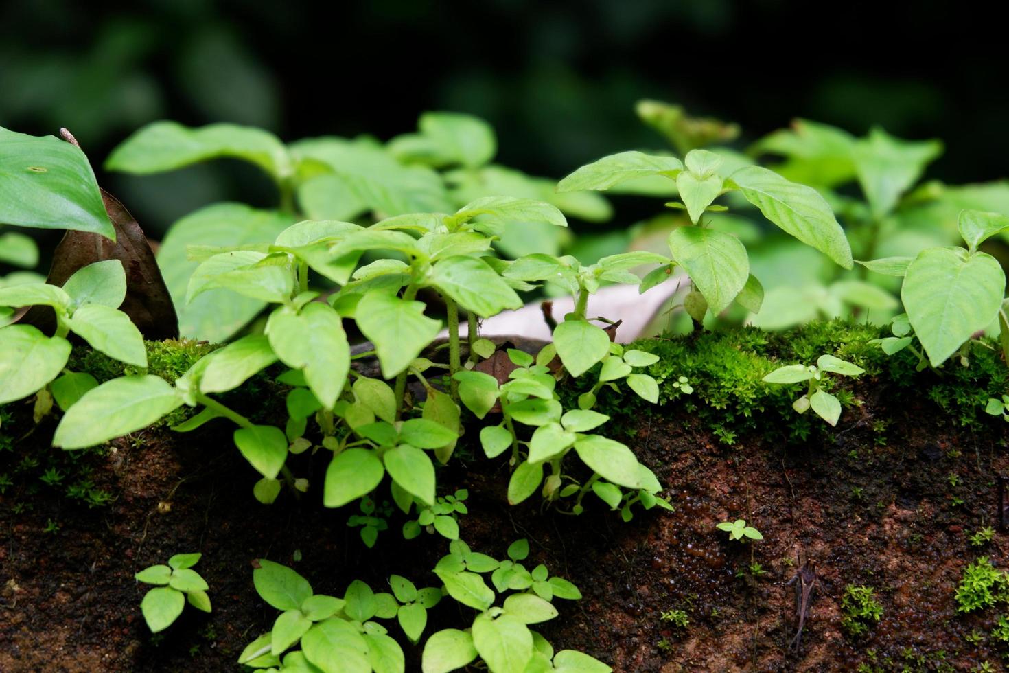 close-up van breedbladige nachtschadespruiten in de tuin foto