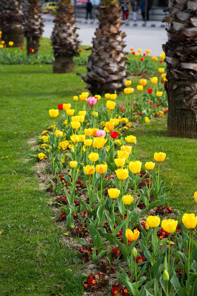 bloemen lentebloem kleurrijke tulpen foto