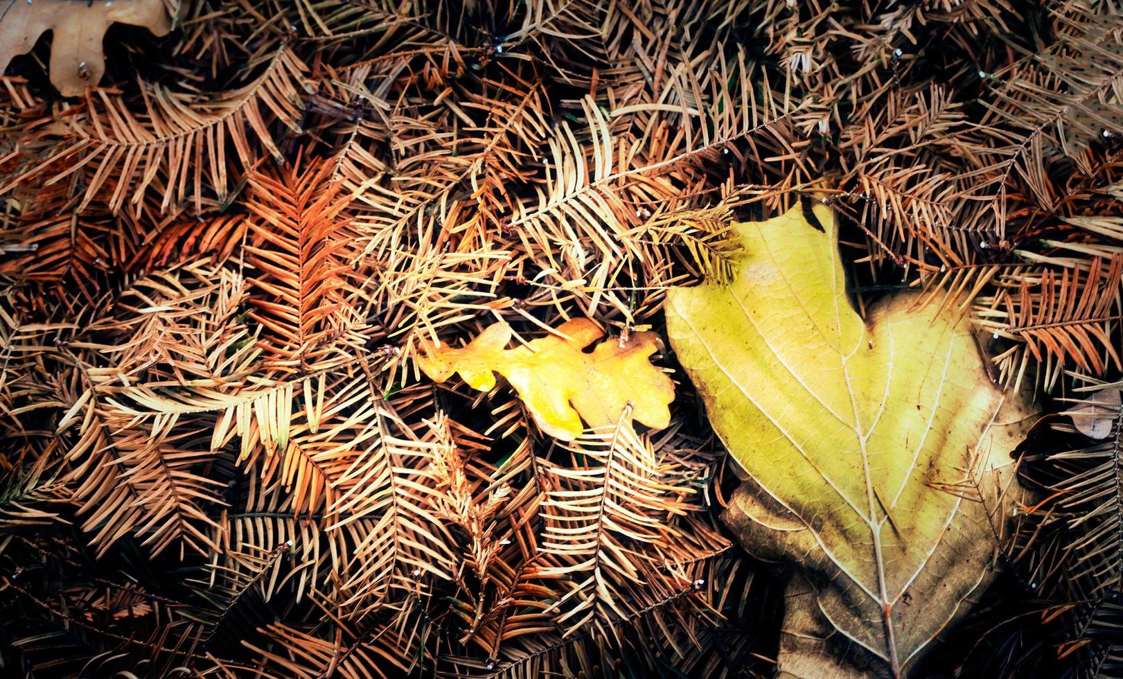 herfst herfst droge bladeren seizoensgebonden flora concept foto