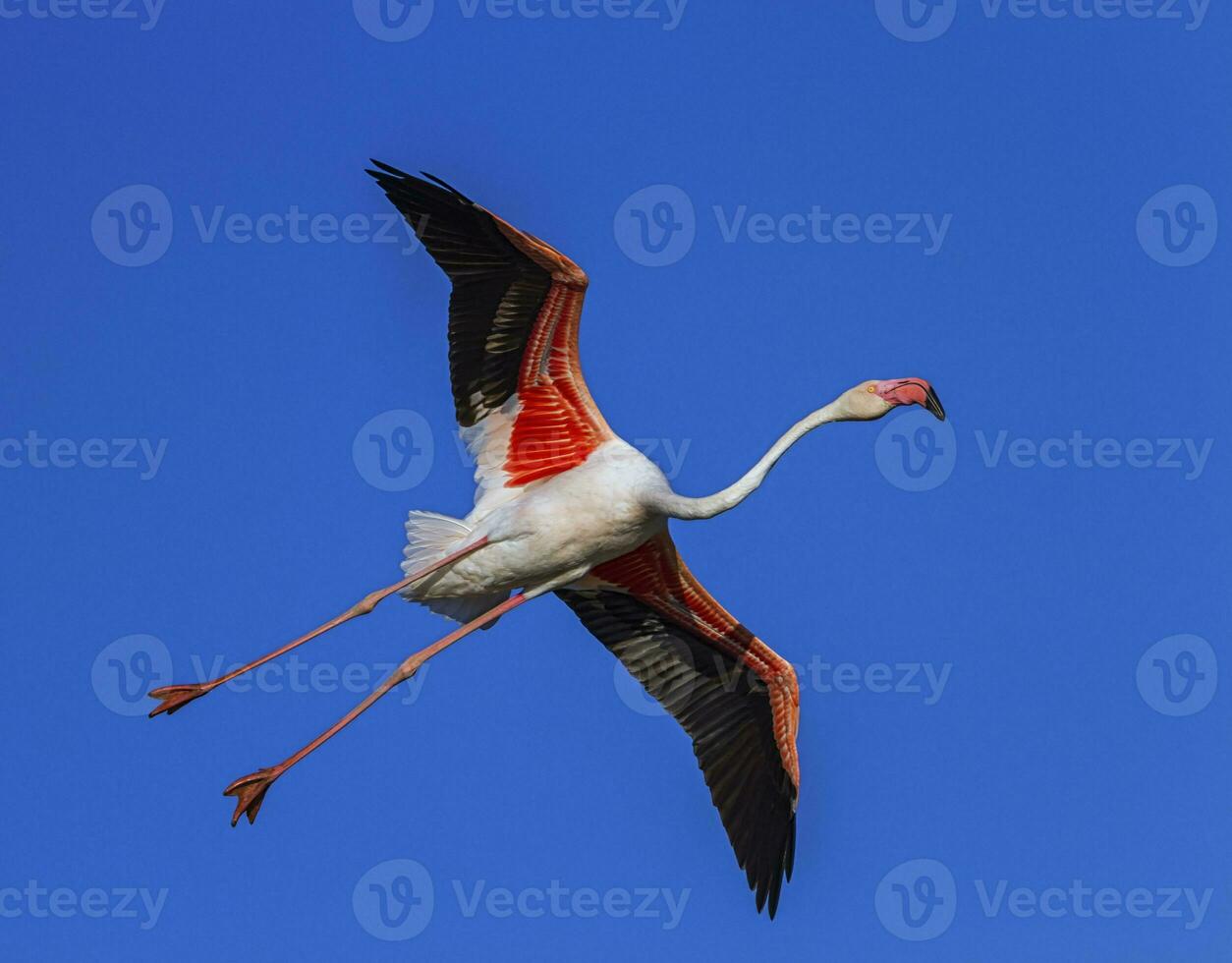 groter flamingo, phoenicopterus roseus, camargue, Frankrijk foto