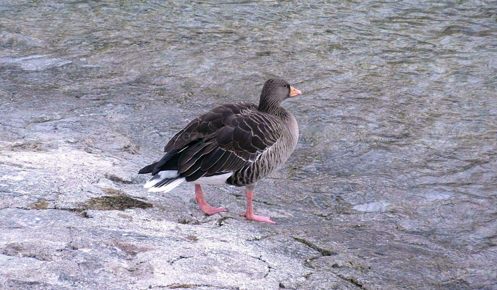 wandelen zwart gans foto