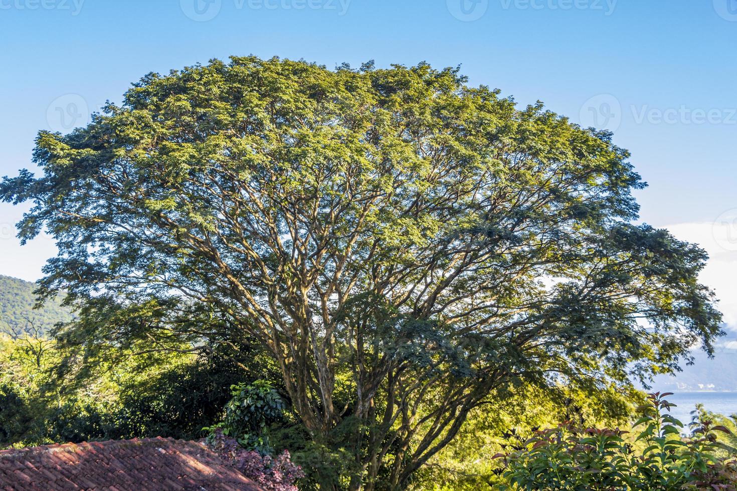 natuur met palmbomen van tropisch eiland ilha grande brazilië. foto