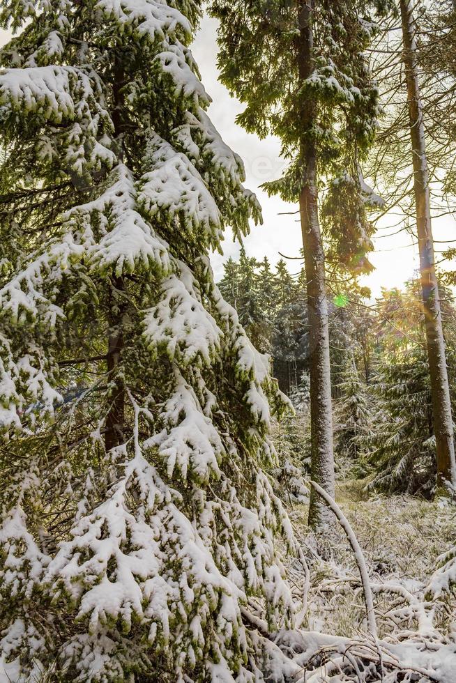 bomen in de Brocken Mountains, Harz, Duitsland in de winter foto