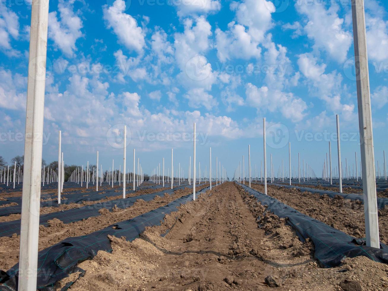 de bedden voor fruitzaailingen, pijlers voor de bescherming van boomgaard foto