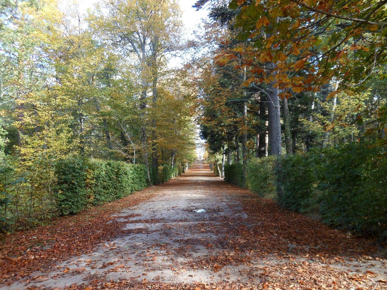 romantische wandeling tussen droge bladeren in de herfst foto