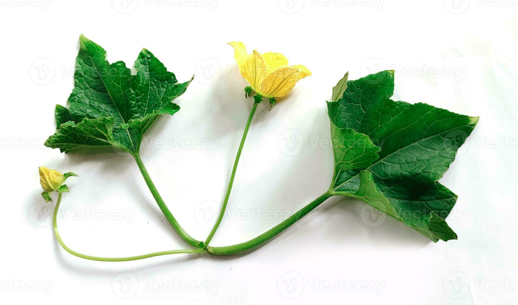 geel bloem met groen blad geïsoleerd Aan wit achtergrond, groen bladeren van tropisch groen monstera blad geïsoleerd Aan wit achtergrond, foto