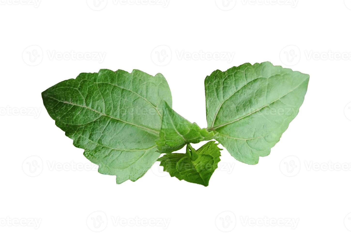 groen blad geïsoleerd Aan wit achtergrond, groen bladeren van tropisch groen monstera blad geïsoleerd Aan wit achtergrond, foto