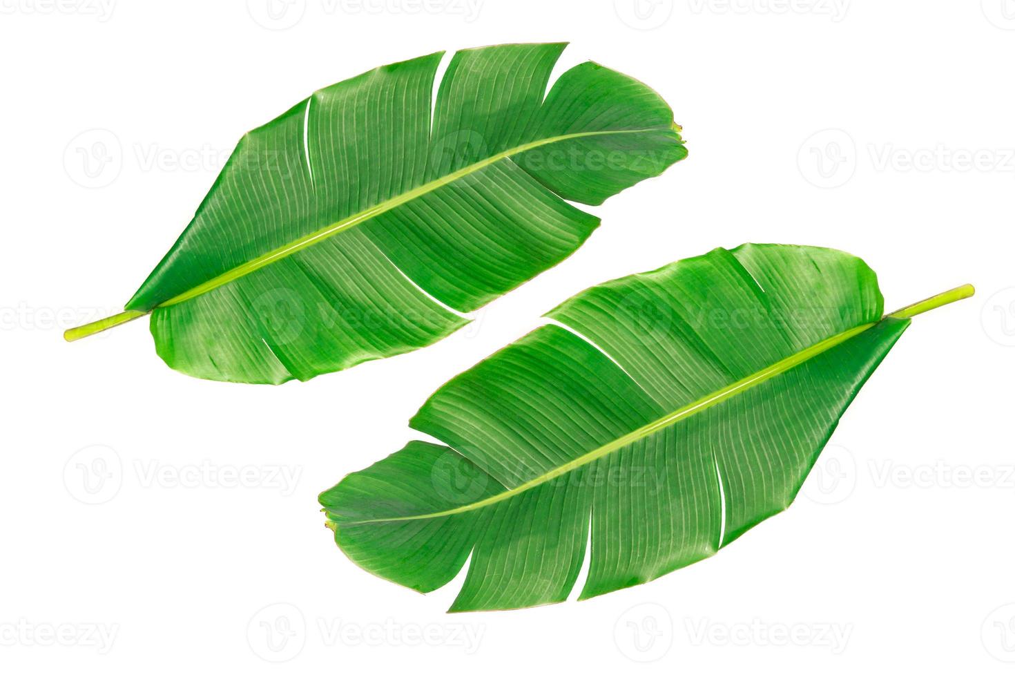 grote groene bananenbladeren van exotische palmboom op witte achtergrond. foto