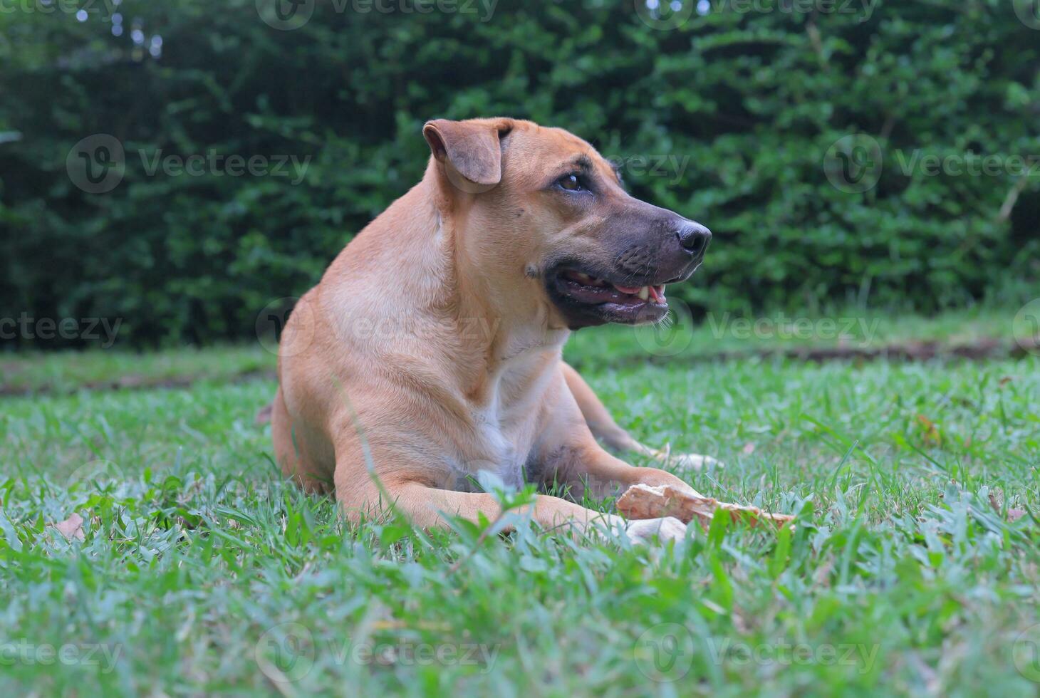 bruin hond gemengd ras hond buitenshuis Aan een groen gazon. Thais hond foto