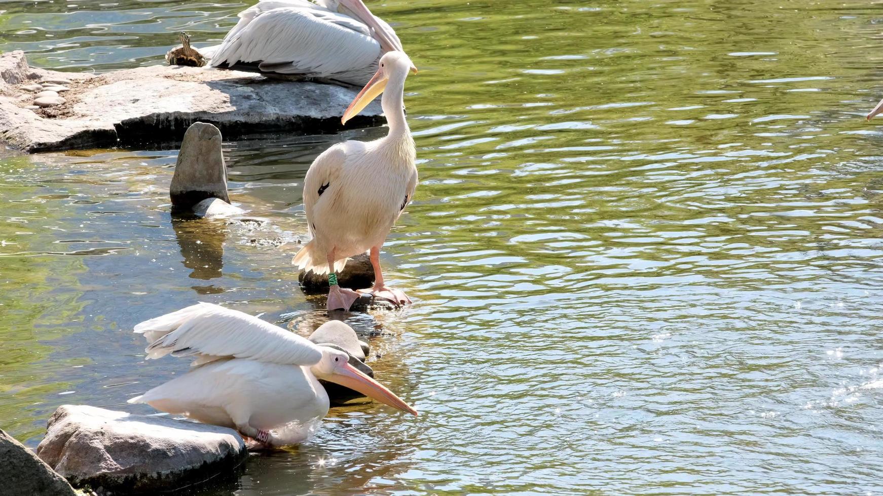 groep witte pelikanen op zoek naar voedsel foto