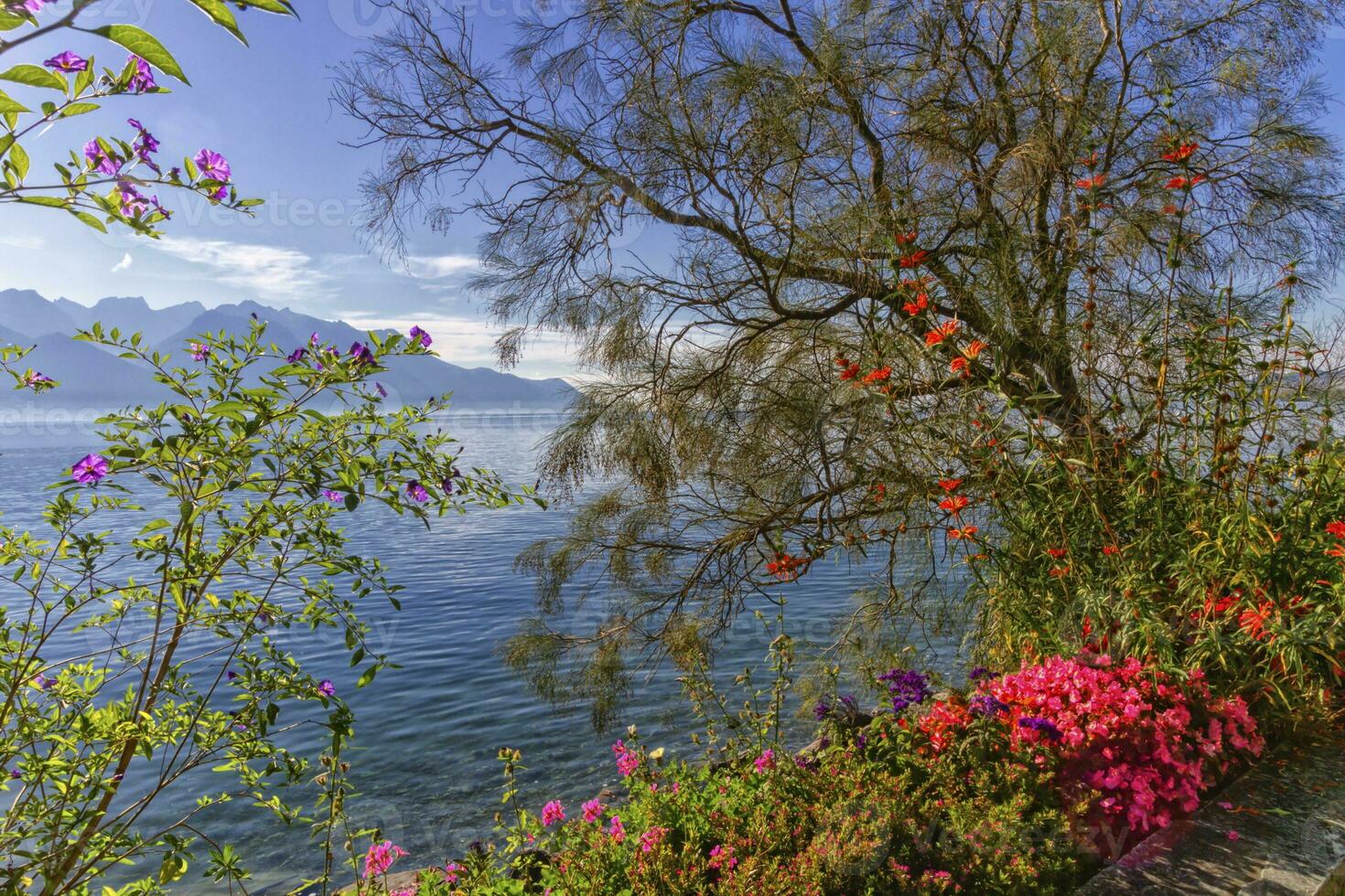 planten en bloemen De volgende naar Genève leman meer Bij Montreux, Zwitserland foto