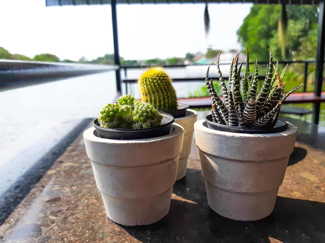 cactus op een houten tafel, met uitzicht op de rivier als achtergrond foto