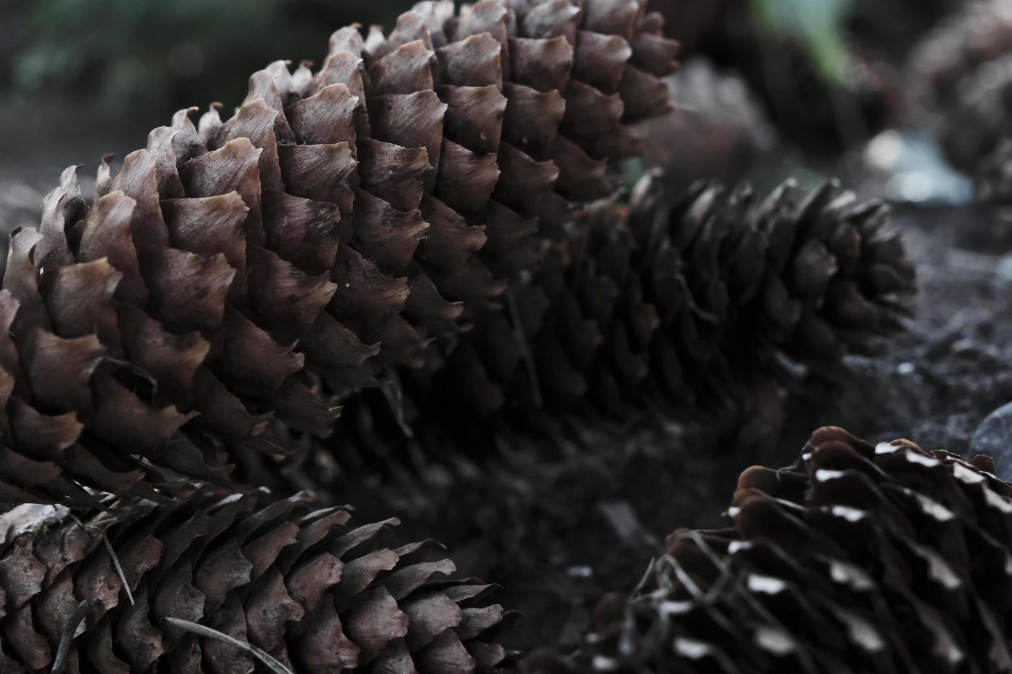 close-up van bruine dennenappels op de bosgrond, organische achtergrond foto