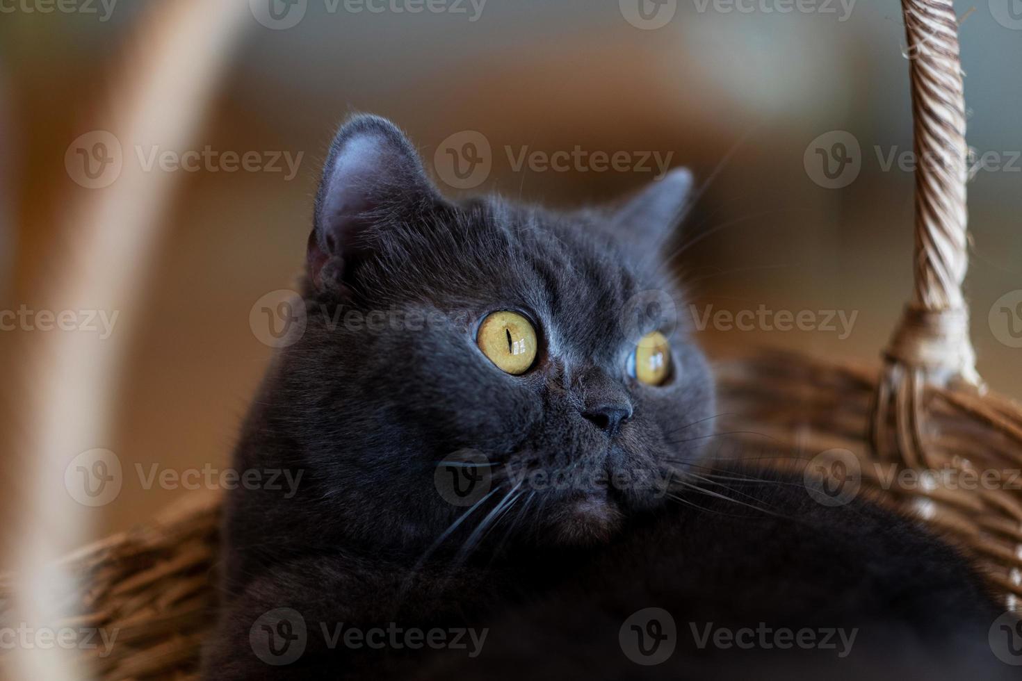 close-up shot van een kat op de grond, huisdier foto