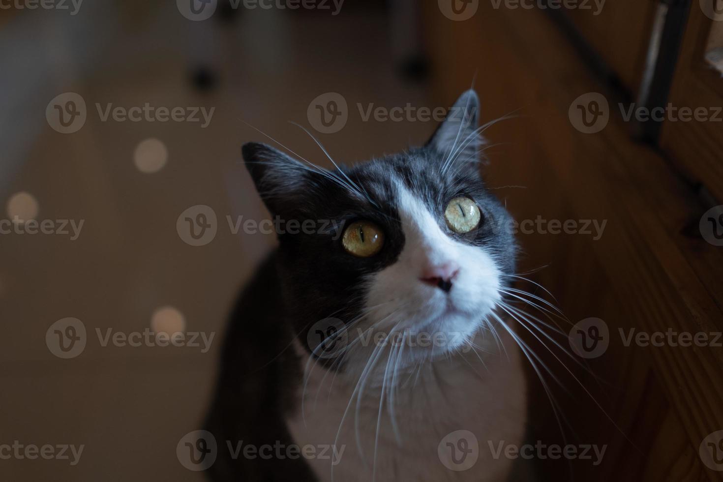 close-up shot van een kat op de grond, huisdier foto