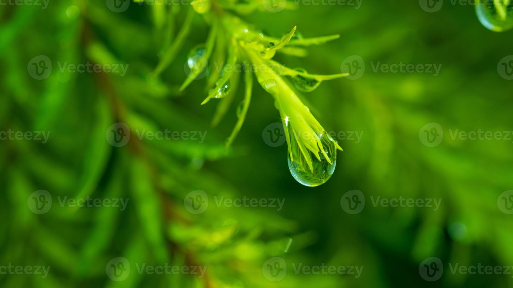 water op verlof achtergrond, groen blad natuur foto