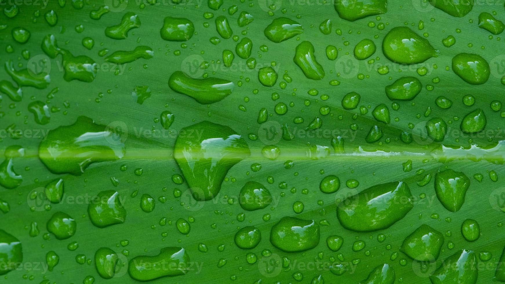 water op verlof achtergrond, groen blad natuur foto