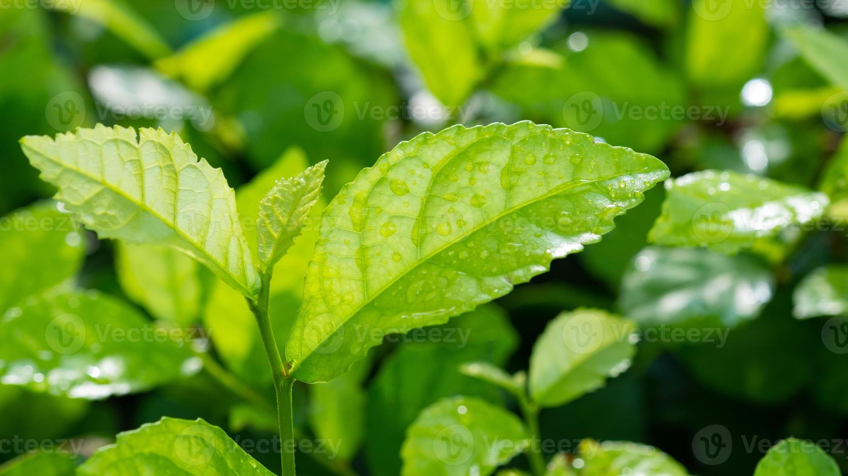 water op verlof achtergrond, groen blad natuur foto