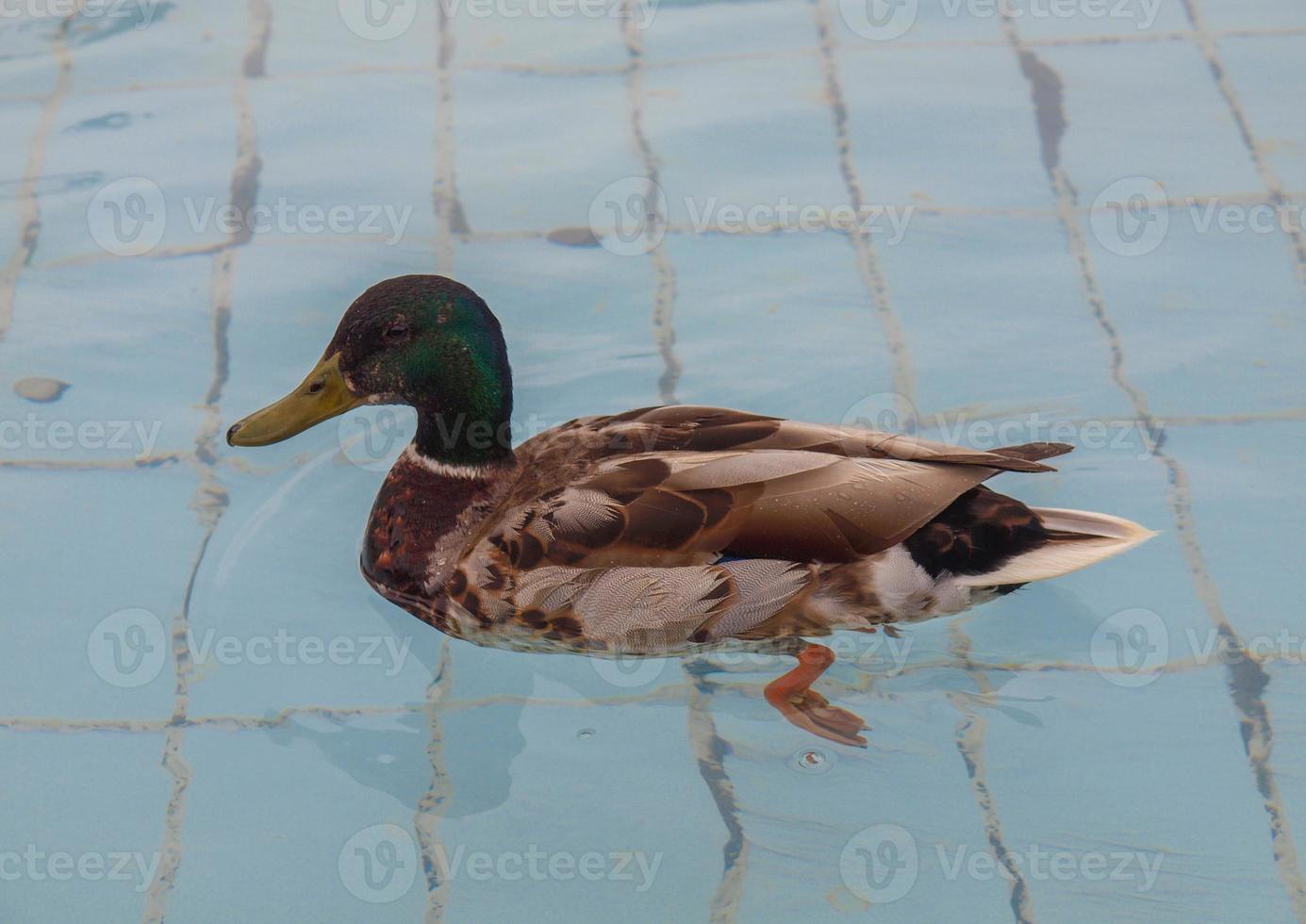 eend vogel in zwembad foto