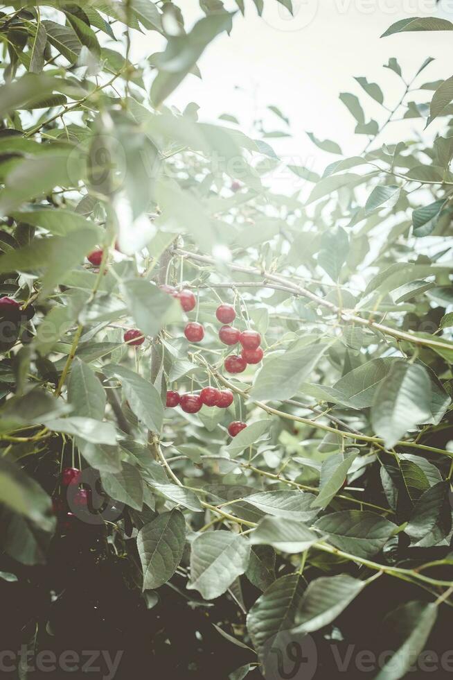 de rijp kers Aan een boom. Afdeling. kers boom in de tuin met rijp fruit Aan de Afdeling foto