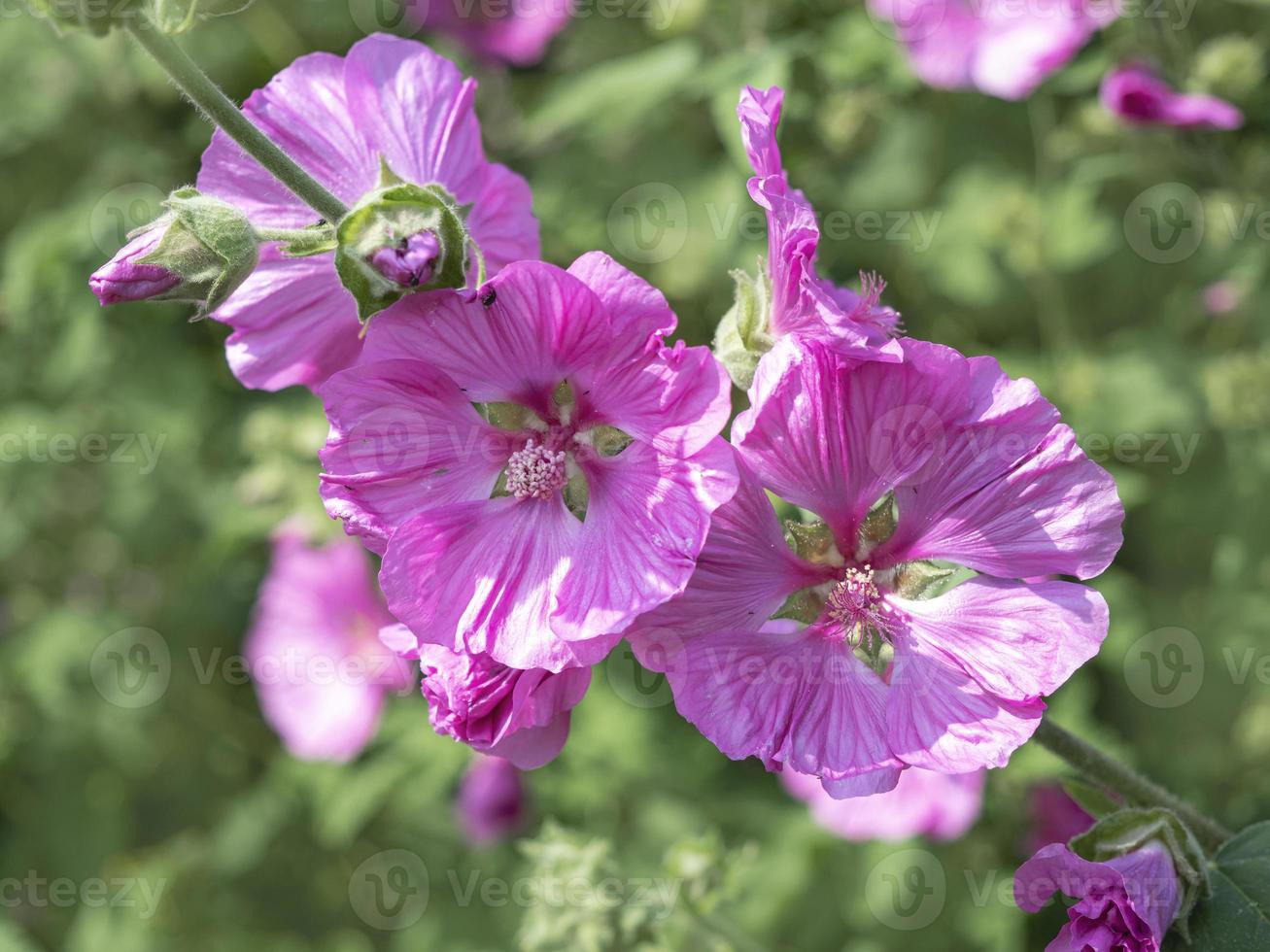 mooie roze boom malve bloemen malva thuringiaca foto