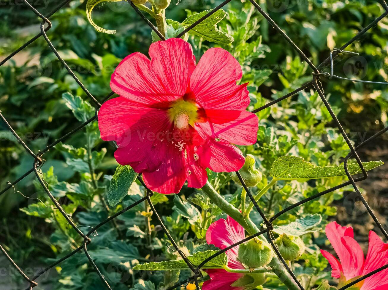 rood gemeenschappelijk kaasjeskruid. Latijns naam malva ik. bloemen schijnen onder de stralen van de zon. foto