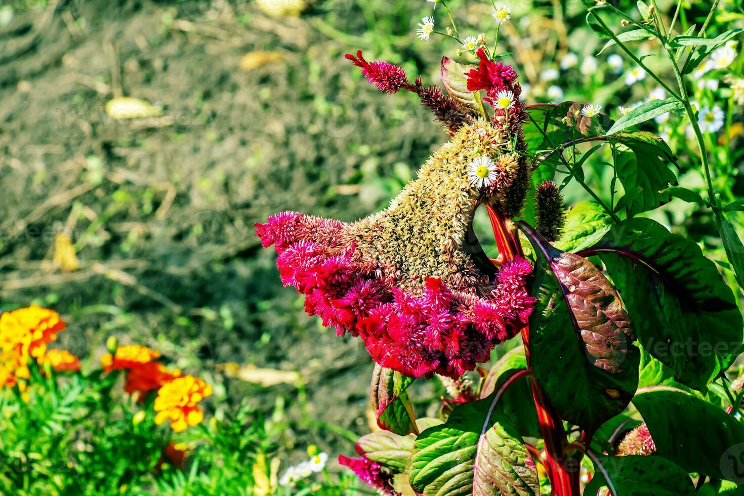 kuif- hanekam bloem, wetenschappelijk bekend net zo celosia argentea cristata hebben gelijkenis naar een haan kam, met levendig, kuif, en gegolfd bloei dat komen in een reeks van kleuren Purper. foto