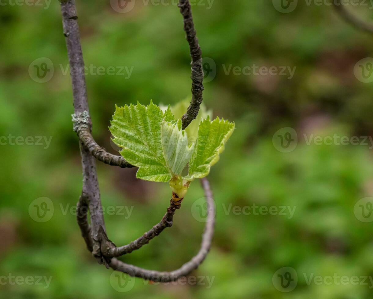 detailopname van de knoppen, stam en klein jong groen bladeren van sorbus latifolia. zonnig voorjaar dag . foto