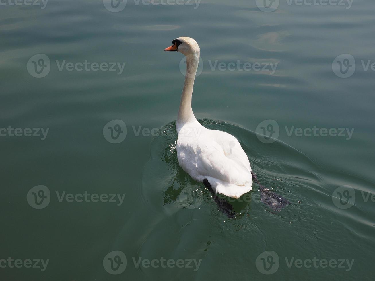 witte zwaan vogel dier foto