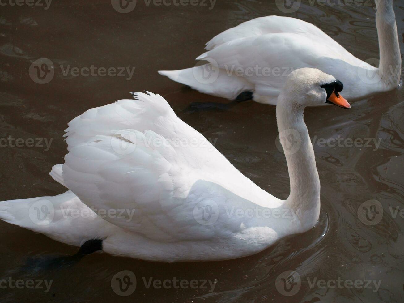 twee wit zwanen zwemmen kant door kant foto