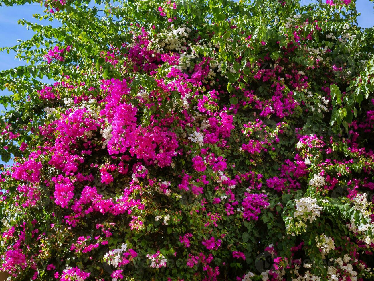 reusachtig struik van aa wit en roze bougainvillea bloemen foto