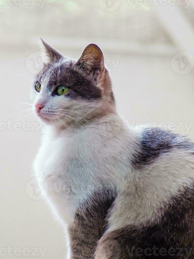 mooi grijs en wit kat met groen ogen en roze neus- foto