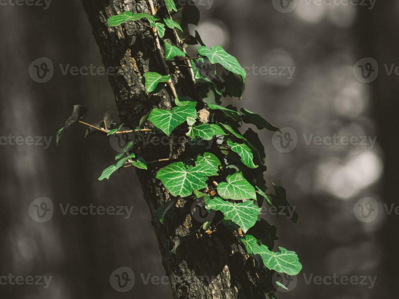 groen klimop groeit Aan een dun boom foto