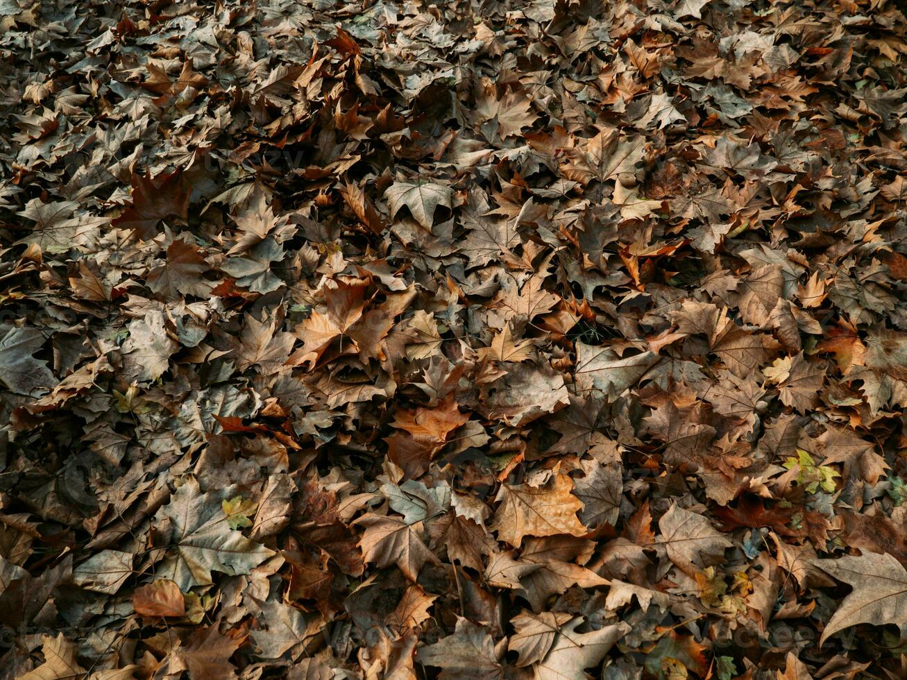 veld- van esdoorn- bladeren in laat herfst foto