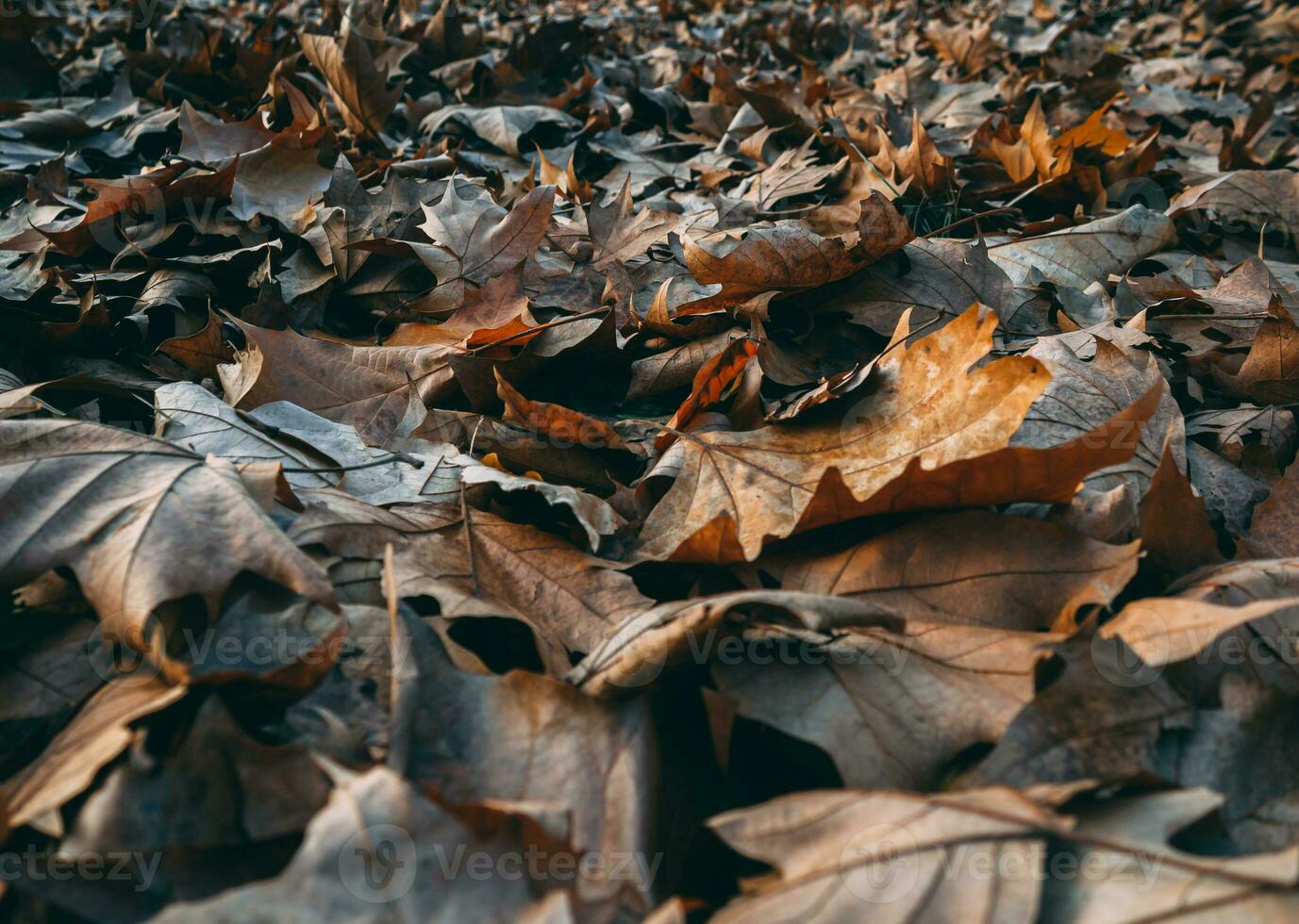 grond vol van gedaald bruin bladeren in herfst - close-up schot foto