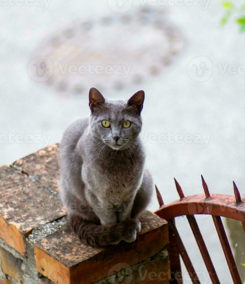 Russisch blauw kat met helder geel ogen foto