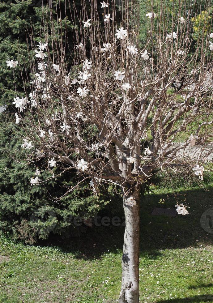 sweetbay magnoliaboom sweetbay magnolia foto