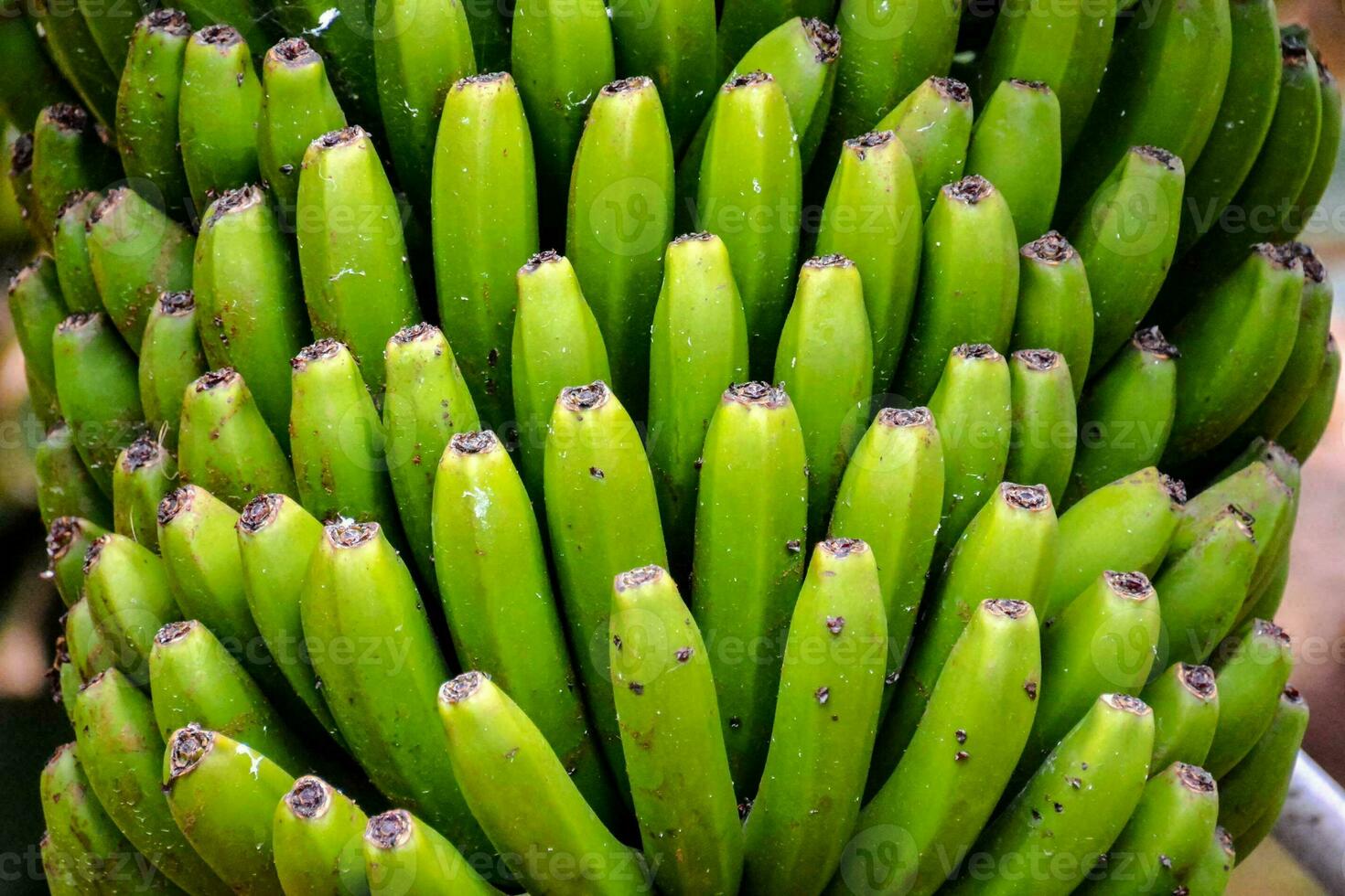 een bundel van groen bananen Aan een boom foto