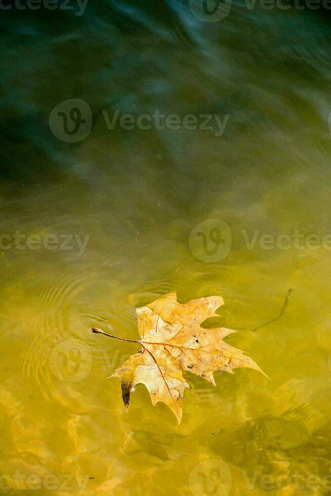 een blad drijvend in de water Aan een meer foto