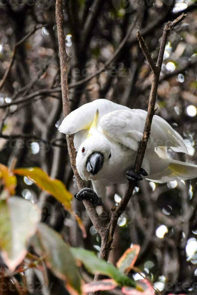 een wit vogel is neergestreken Aan een boom Afdeling foto