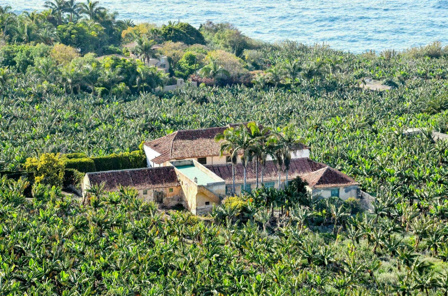 een huis omringd door banaan bomen en de oceaan foto