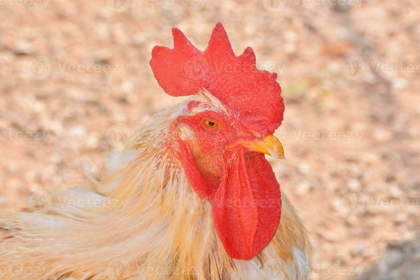 een dichtbij omhoog van een haan met een rood kam foto