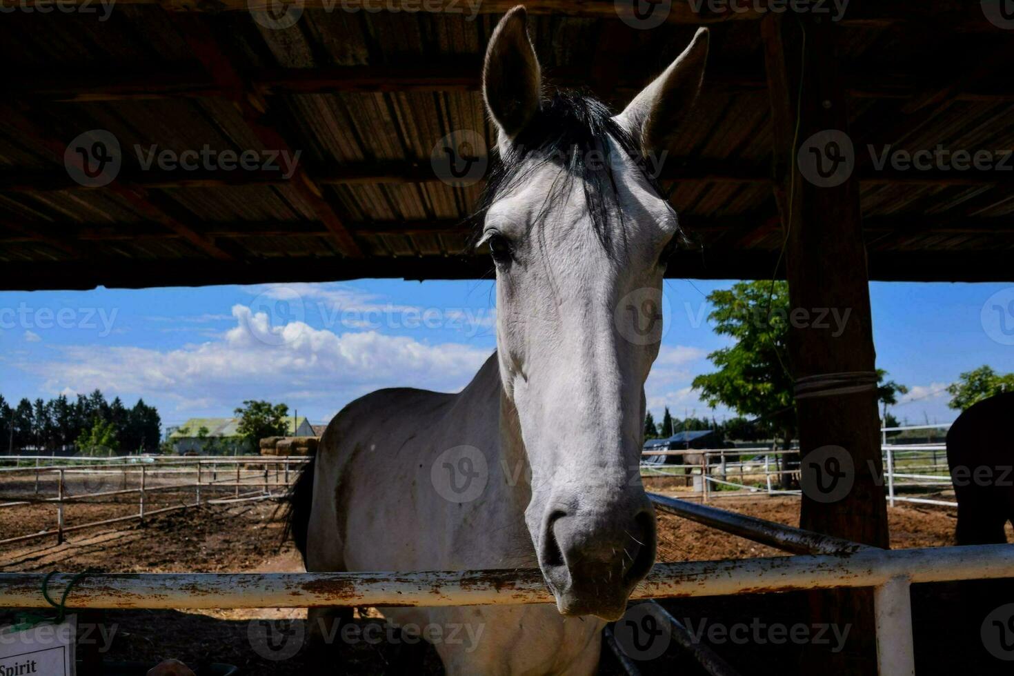 een paard Bij de boerderij foto