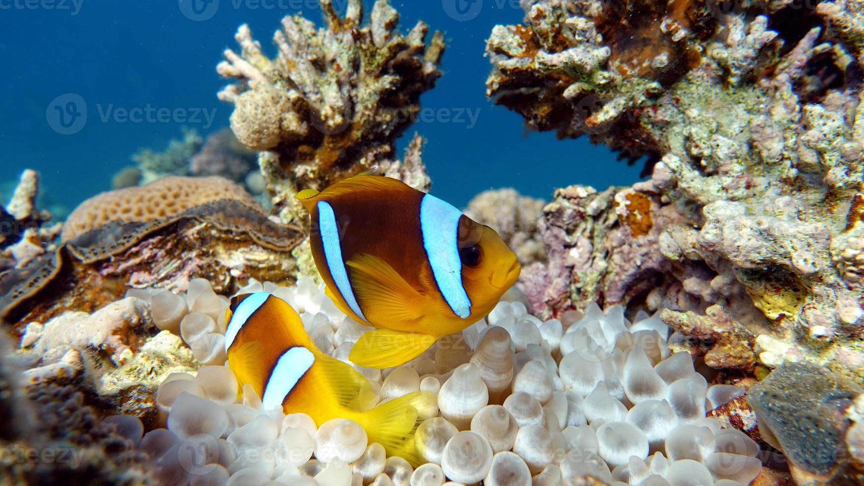 anemoonvis, amphiprion. rode zee clown vis. foto
