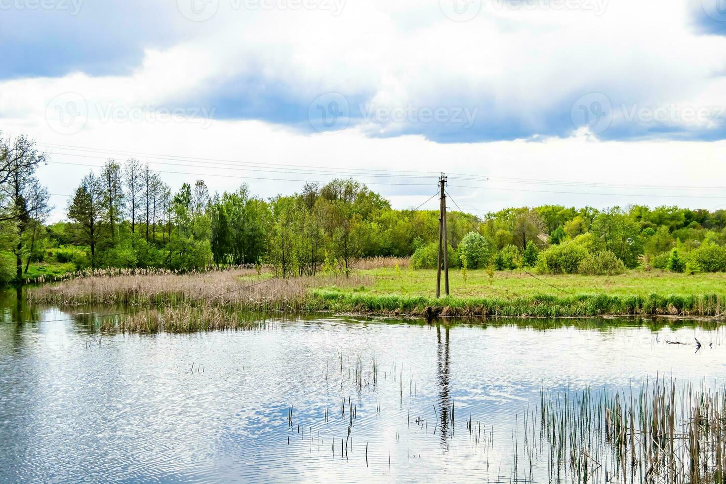 mooi gras moeras riet groeit Aan kust reservoir in platteland foto