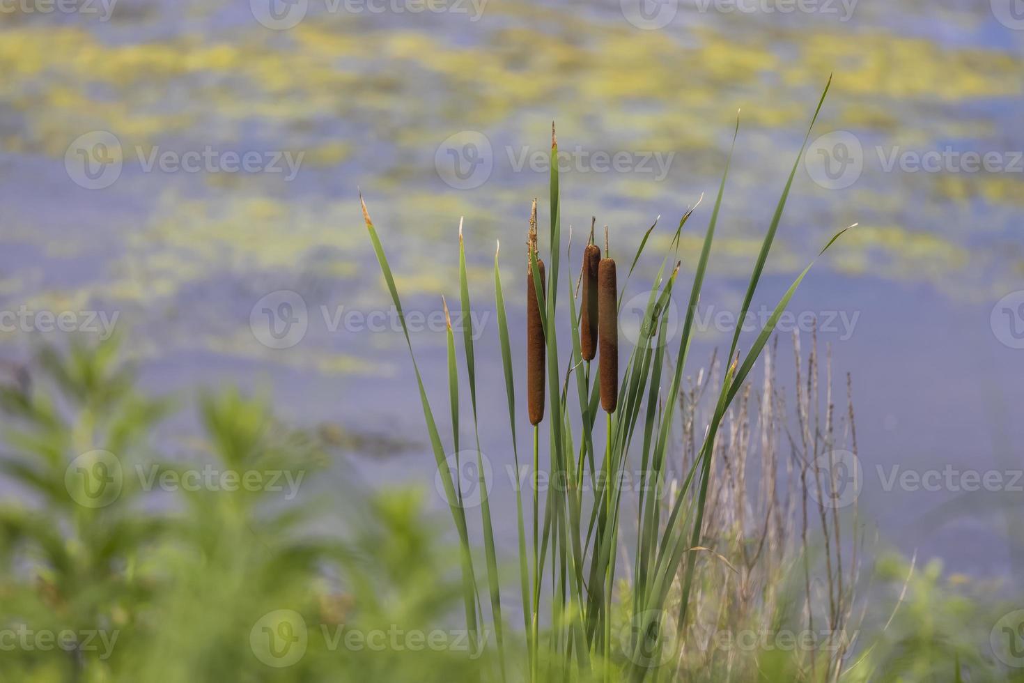 lisdodde planten bij het moeras in de zomer foto