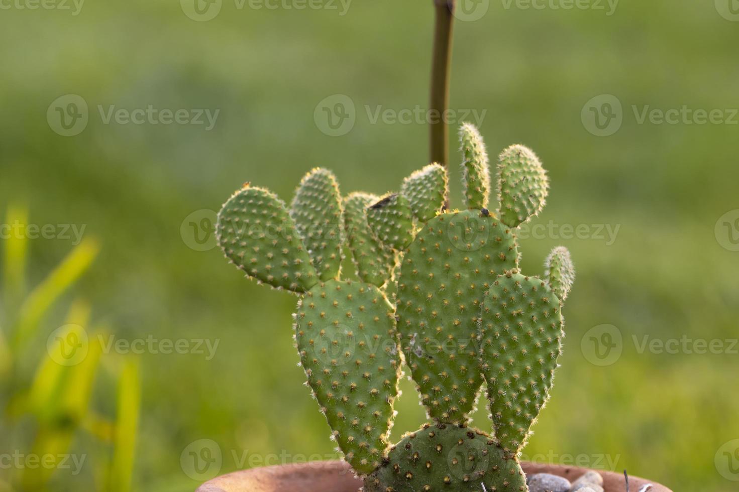 verse cactusplant in de pot foto