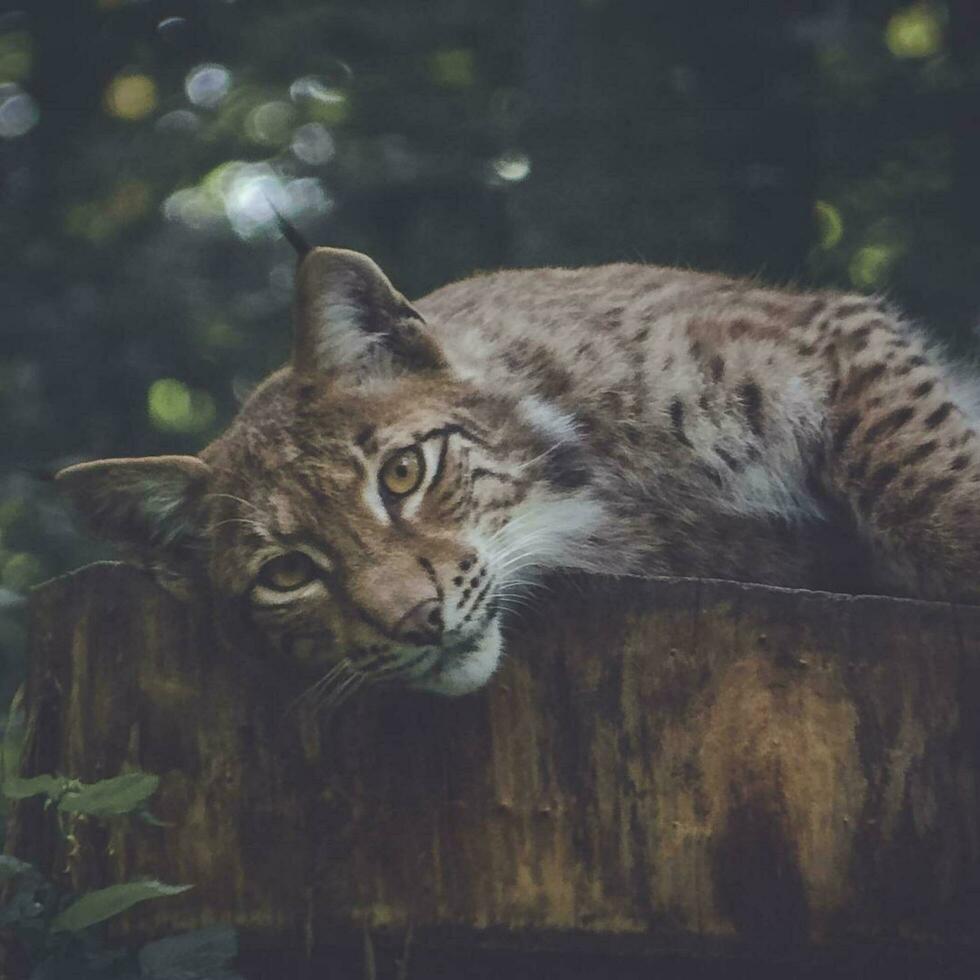 nieuwsgierig bobcat peering met intens groen ogen majestueus kat, detailopname portret, wild schoonheid gevangen genomen. foto