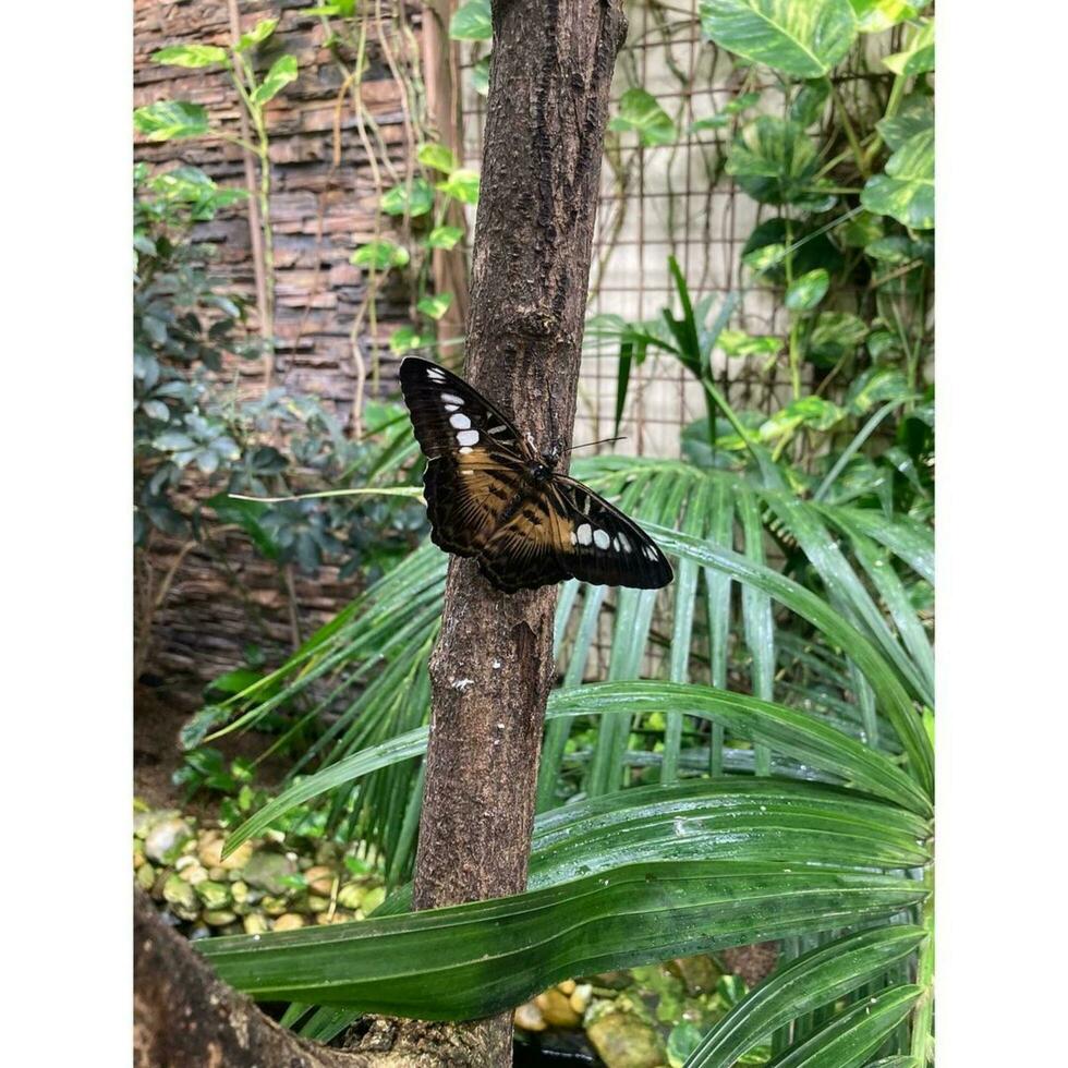 gelukkig vogel in een natuurlijk leefgebied omringd door groen en dieren in het wild dier mengsels naadloos in levendig gebladerte, omringd door dieren in het wild en groen. foto